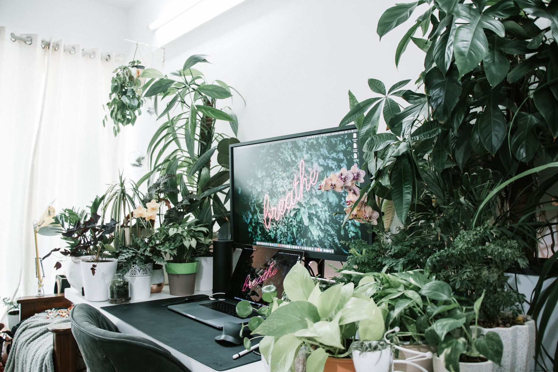 A laptop and desk surrounded by potted plants, pothos, and small orchids