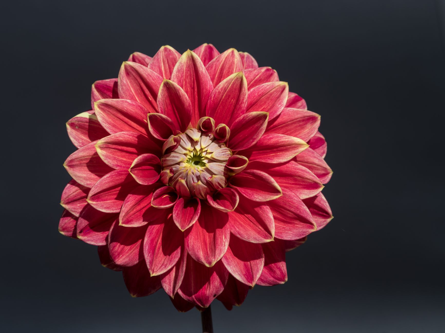 A single deep red dahlia with pale-tipped petals photographed against a dark background