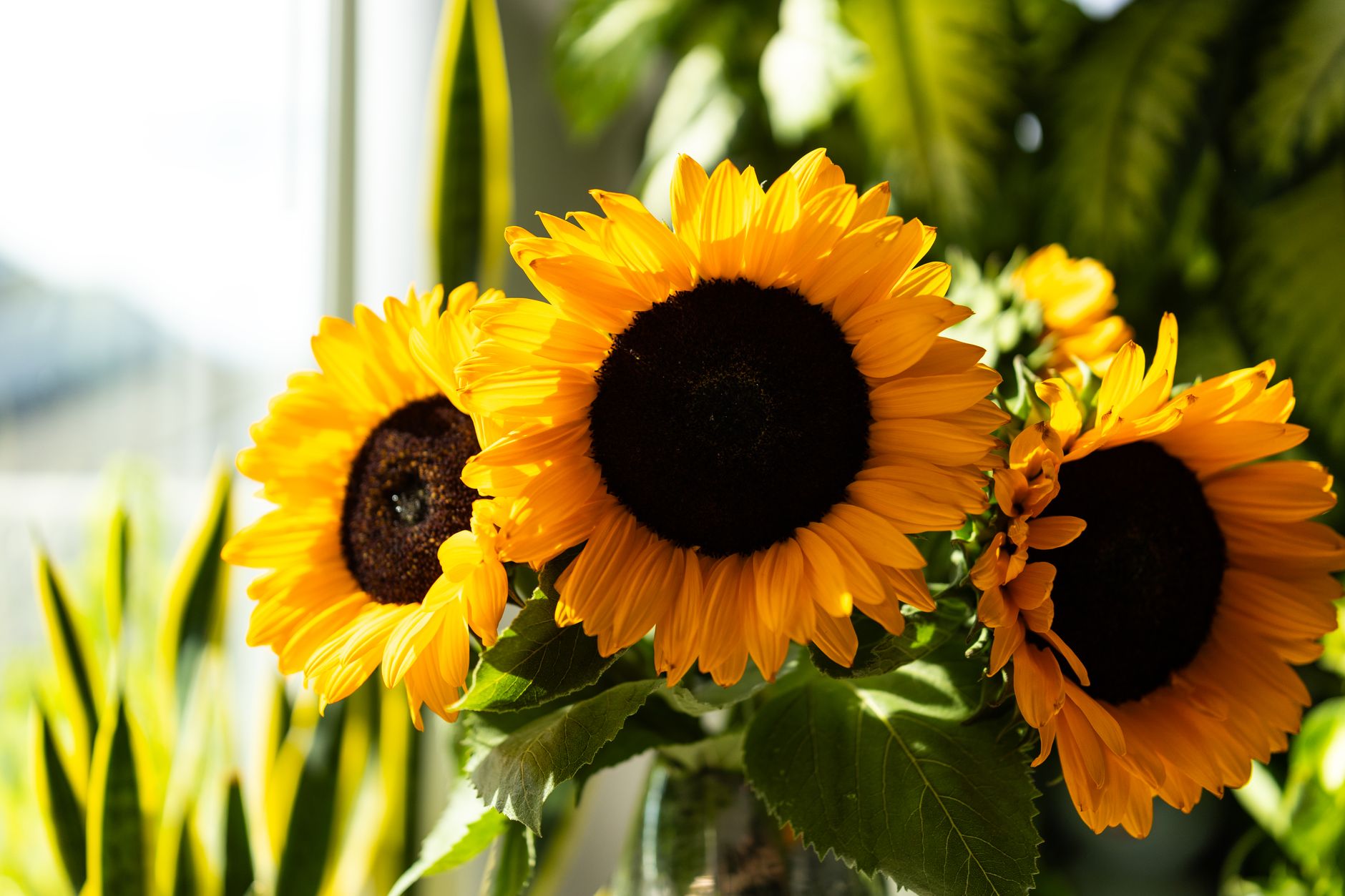 Bright yellow sunflowers with dark centers against lush green leaves in soft window light