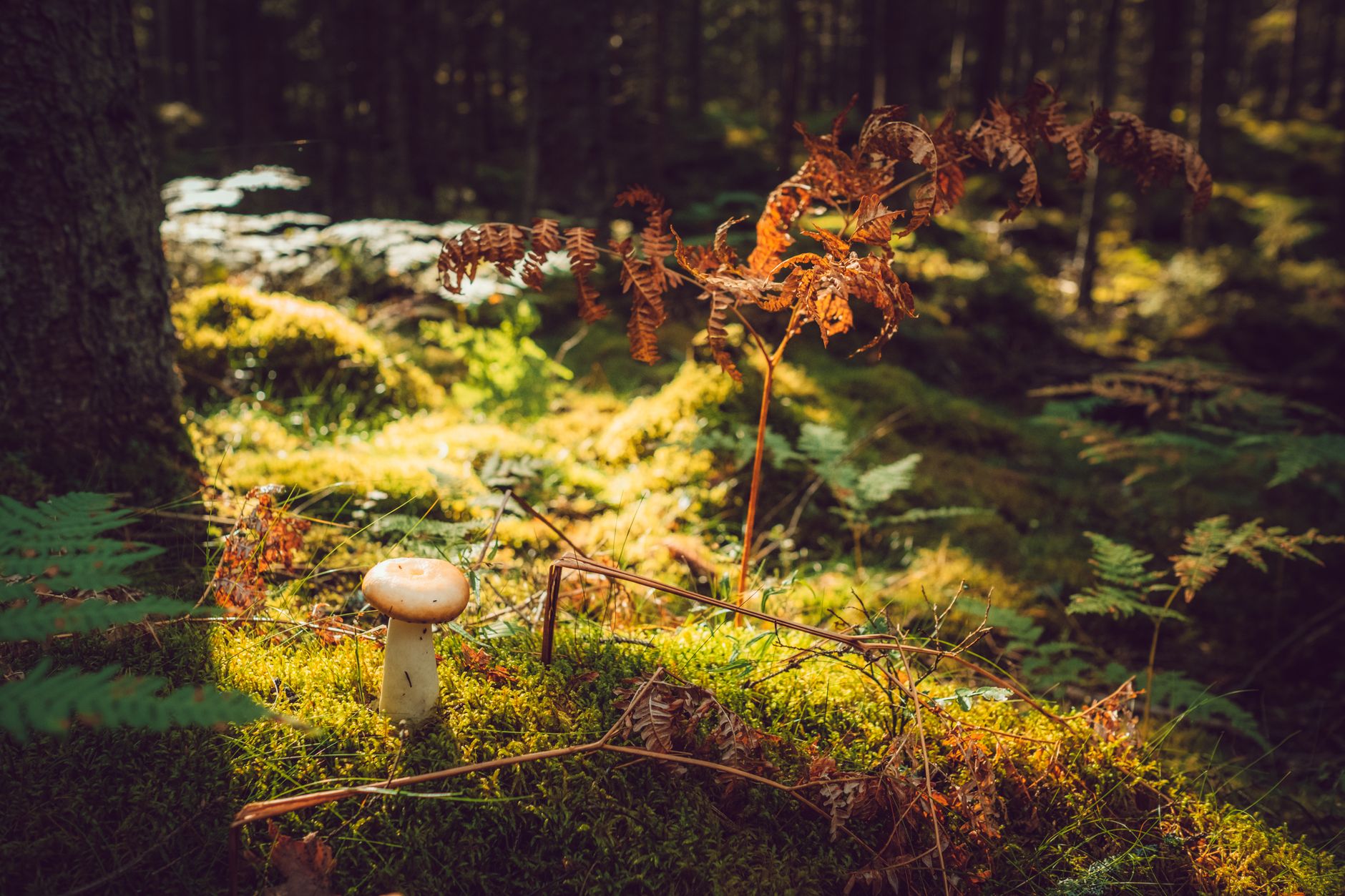 A single pale mushroom on bright green moss in a sunlit forest, with rust-colored bracken fern above it