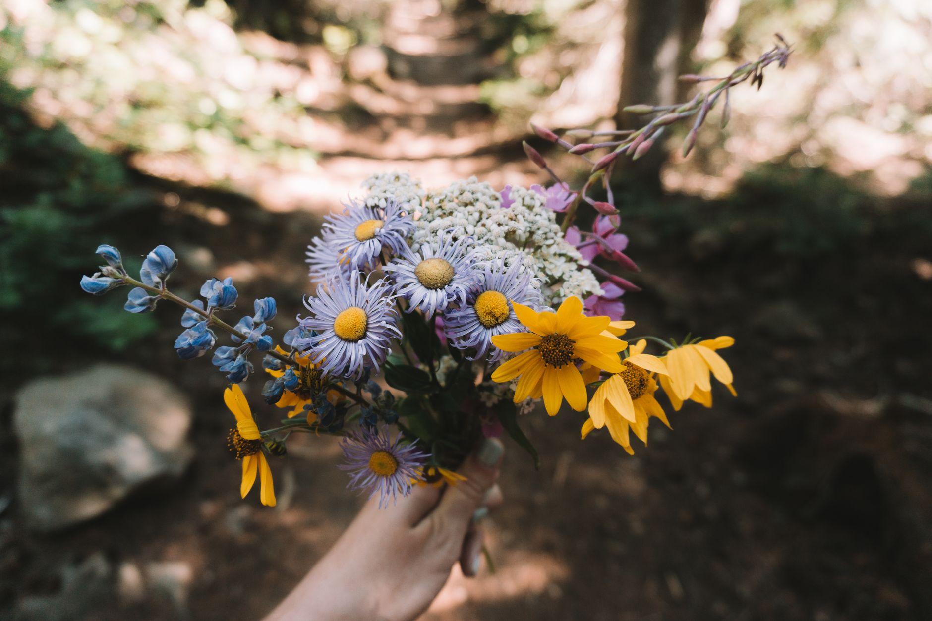 A hand holding a bouquet of purple, blue, yellow, and white wildflowers on a forest trail