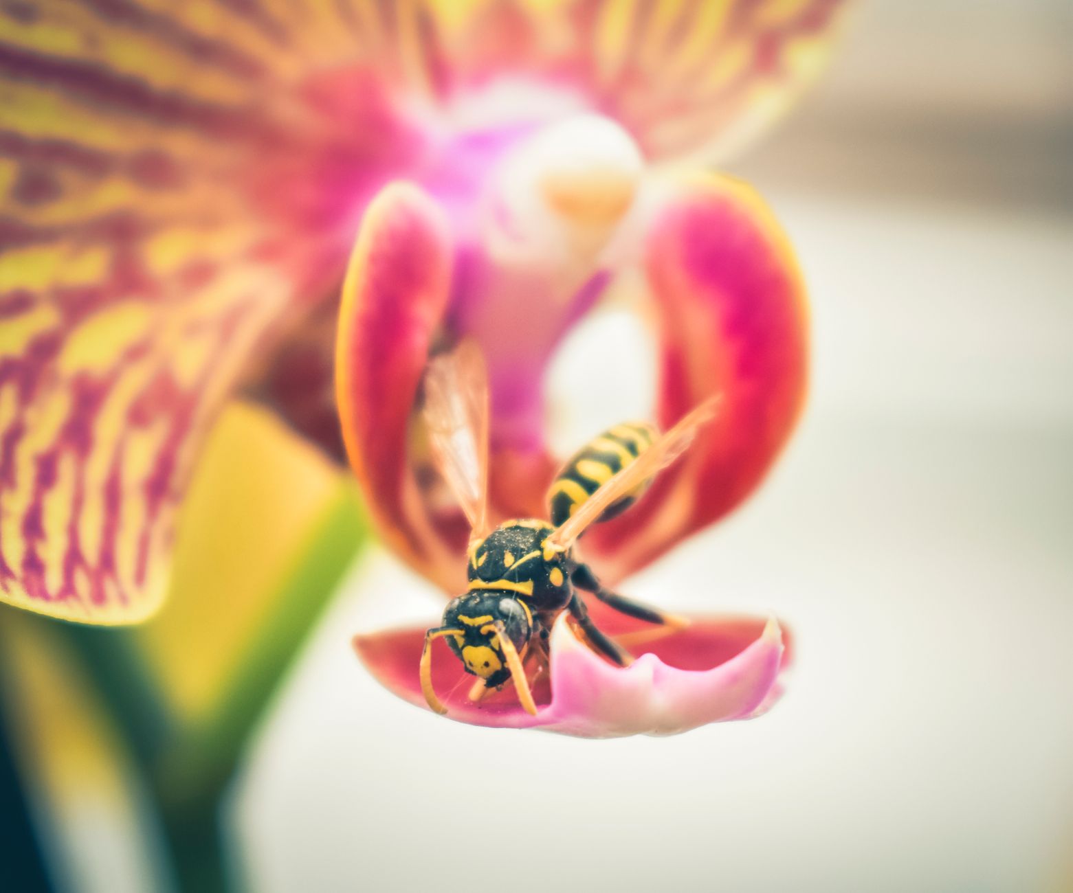 A yellow-and-black wasp resting on the lip of a pink and yellow orchid bloom, in soft close-up