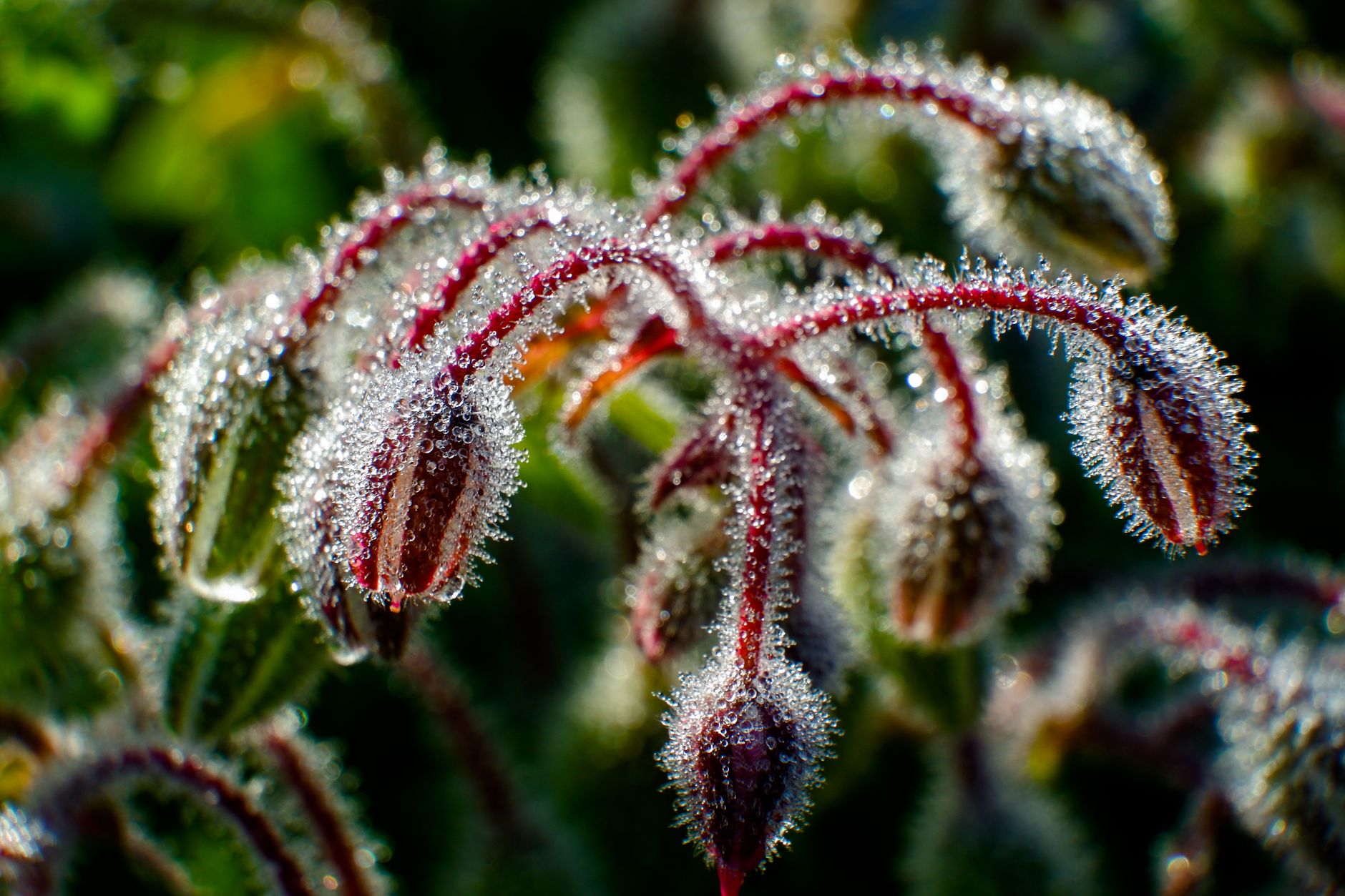 Frost crystals coating the red-veined buds and curled stems of a borage plant, close-up in morning sun