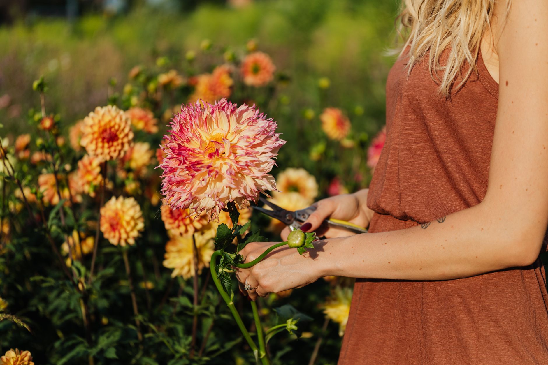 A woman in a rust-colored top snipping a coral and pink dahlia in a sunny cutting garden