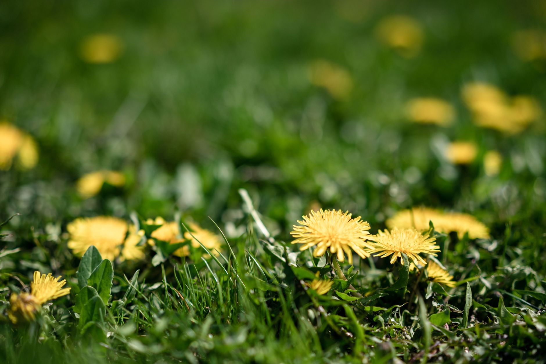 Bright yellow dandelions blooming in sunlit green grass, with more flowers softly blurred behind