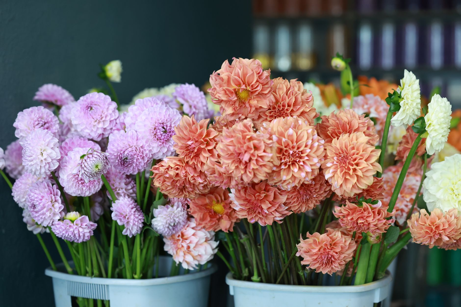 Buckets of peach, coral and lavender blooms with white flowers behind them, freshly cut and ready to arrange
