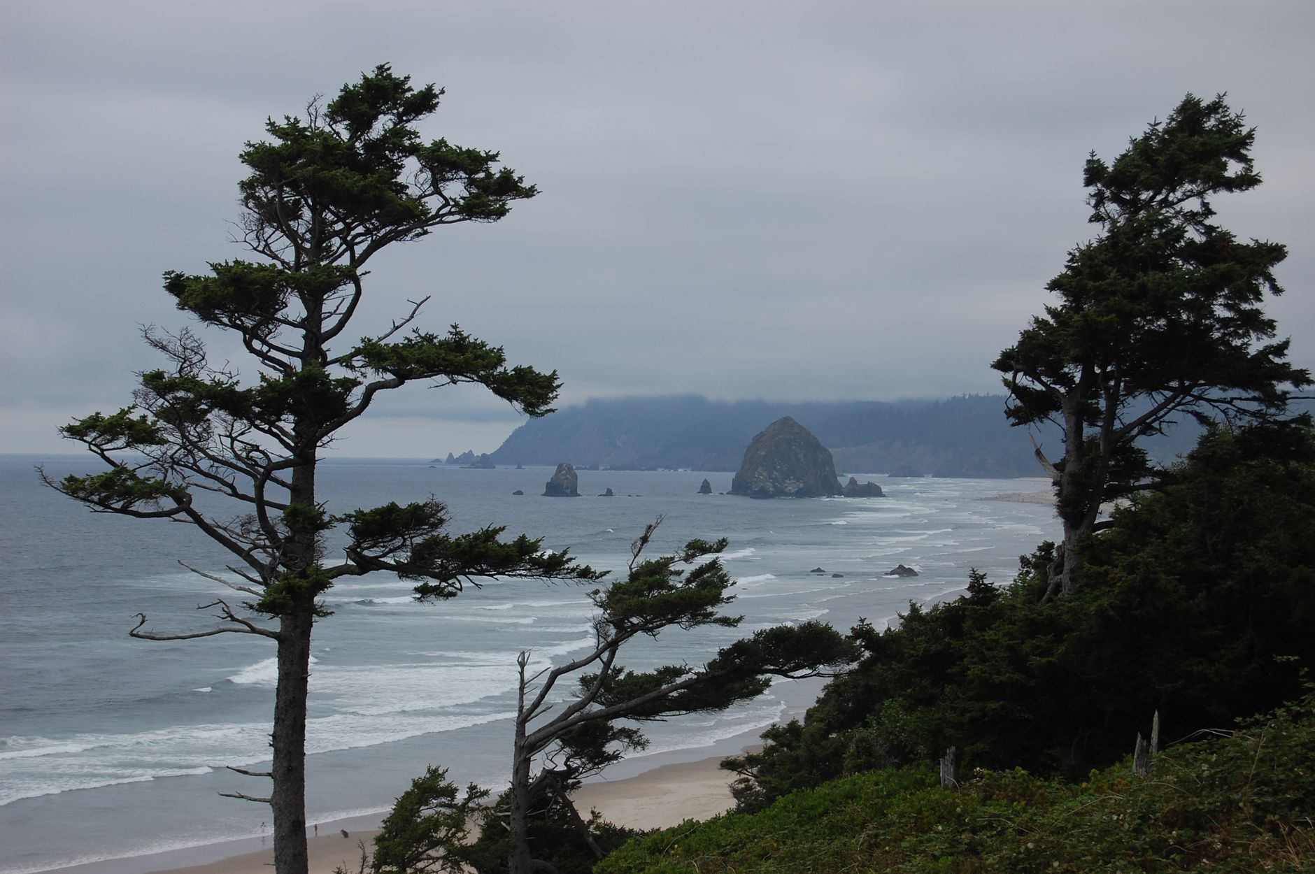 Haystack Rock rising from the surf at Cannon Beach seen through windswept shore pines under a gray sky