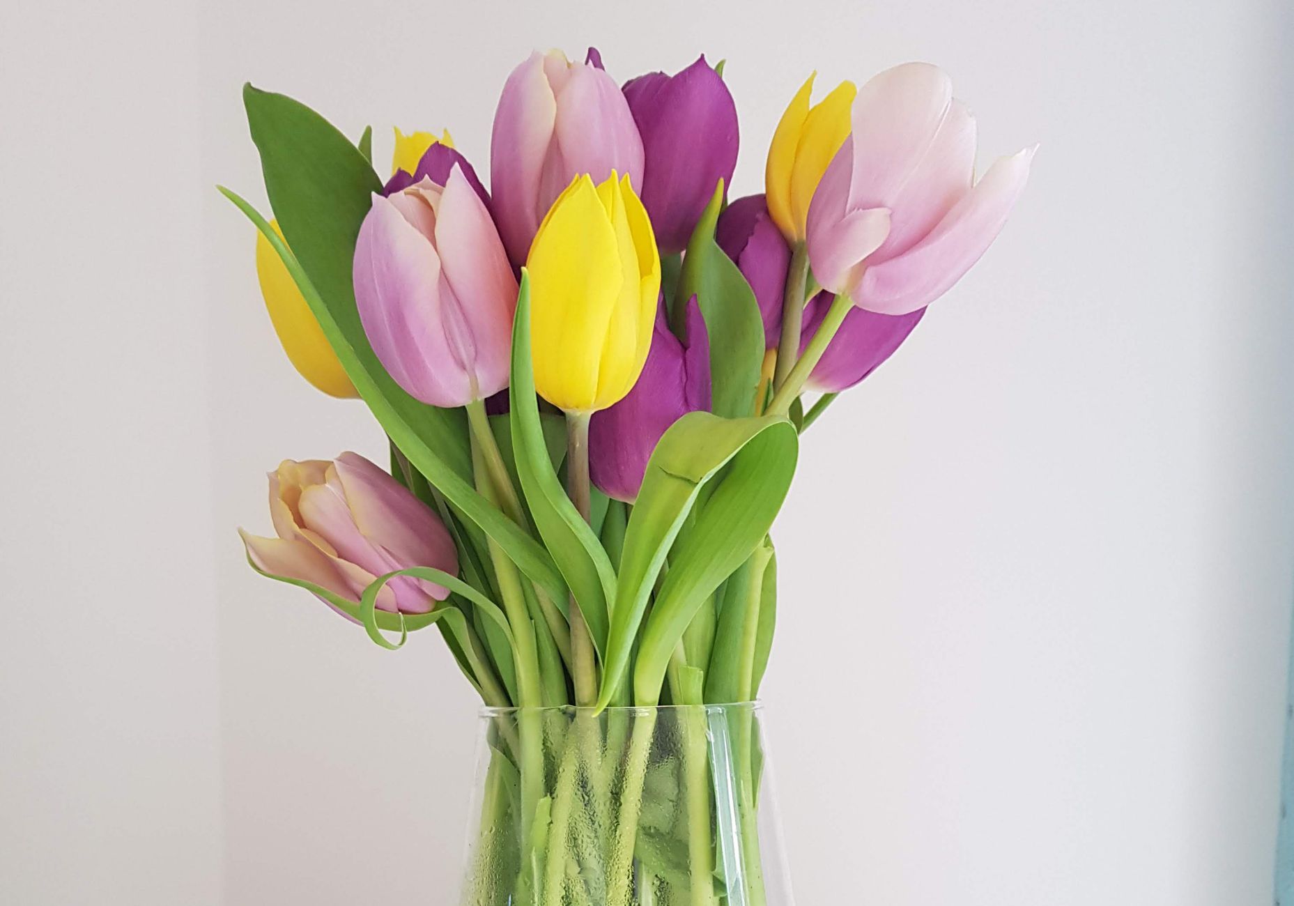 Pink, purple, and yellow tulips in a tall clear glass vase against a white wall