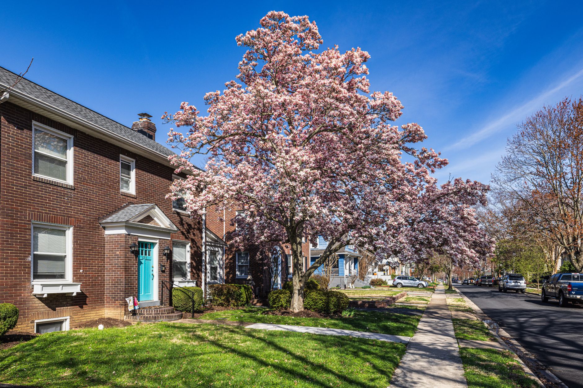 A flowering magnolia tree in full pink bloom beside a brick house with a teal door on a residential street