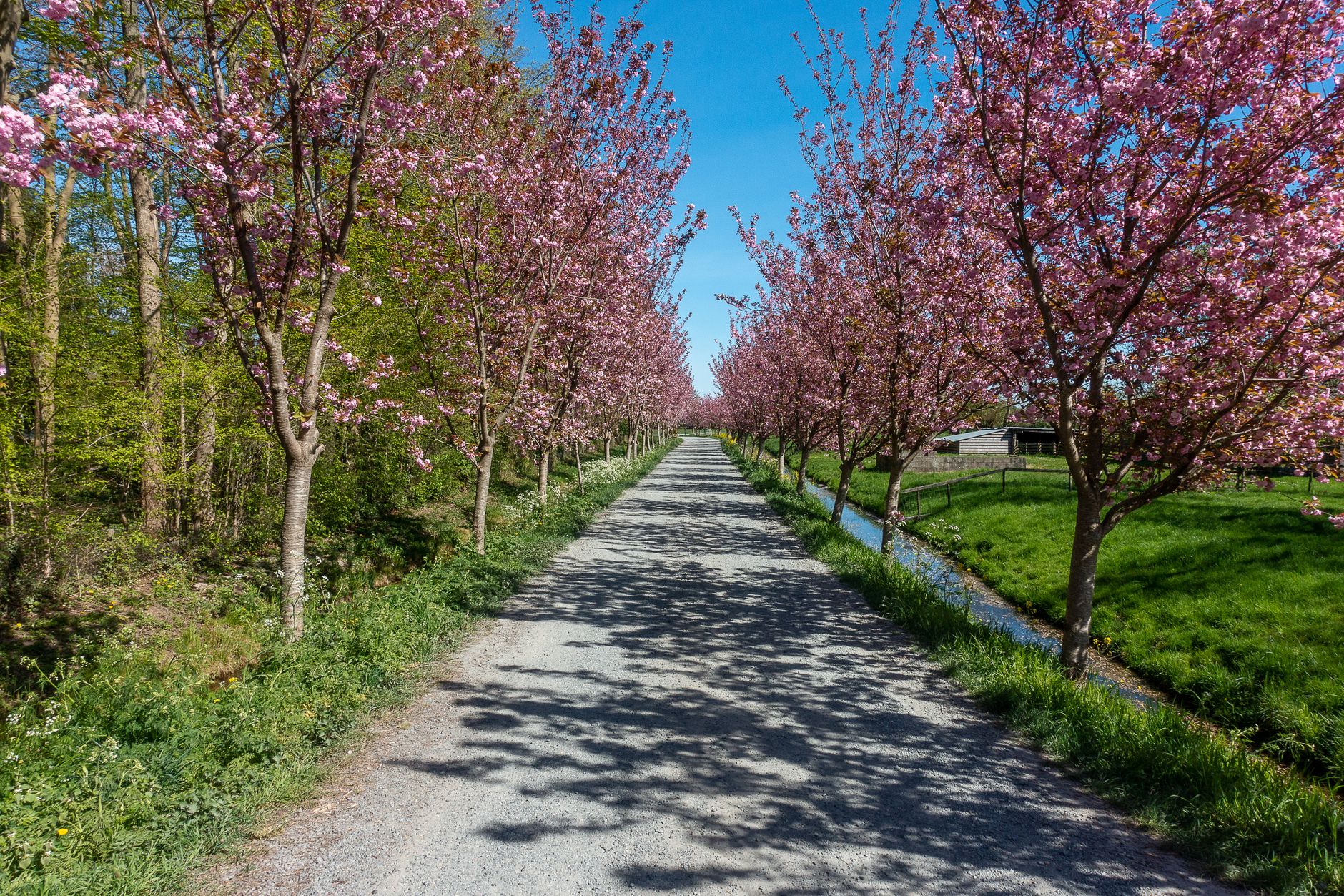 A gravel path lined with pink cherry blossom trees in bloom under a blue sky