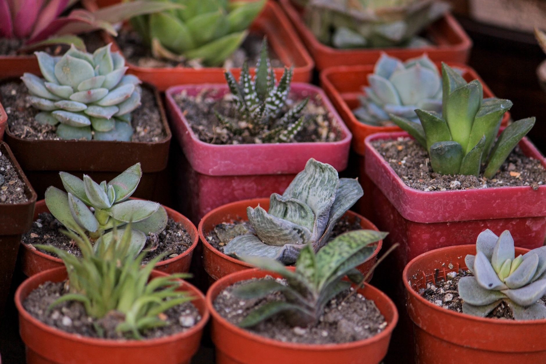 A collection of small succulents in red and pink pots