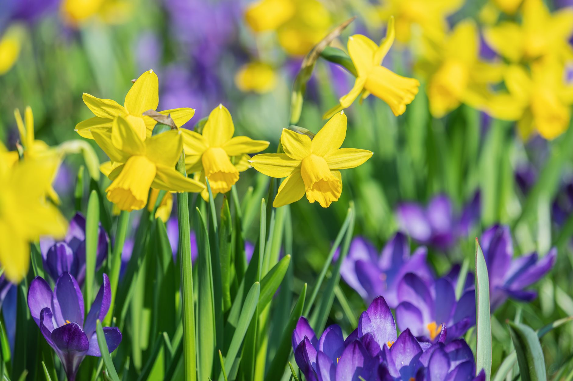 Yellow daffodils and purple crocuses blooming together in a spring garden