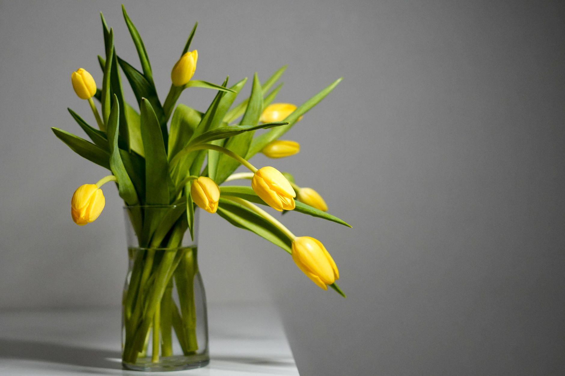 Yellow tulips in a clear glass vase against a soft gray wall