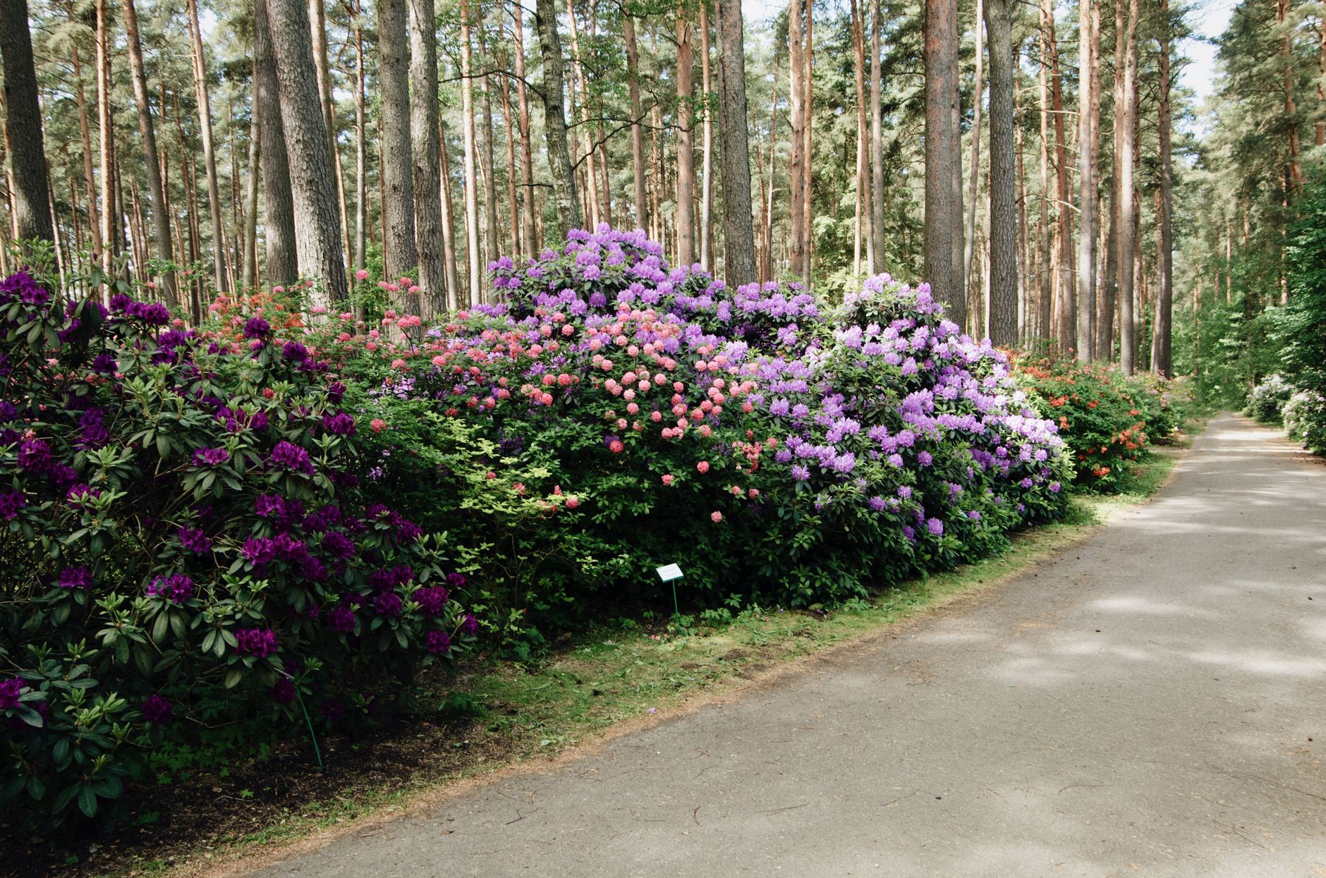 A path winding through blooming purple and pink rhododendron bushes under tall pines