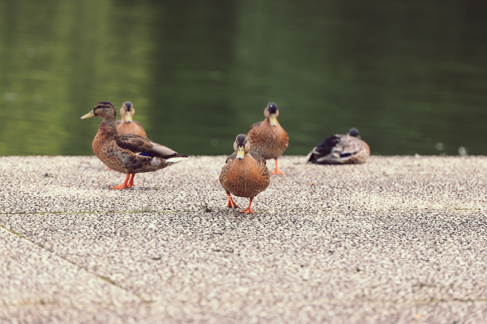 A group of mallard ducks walking on a paved path beside a green pond