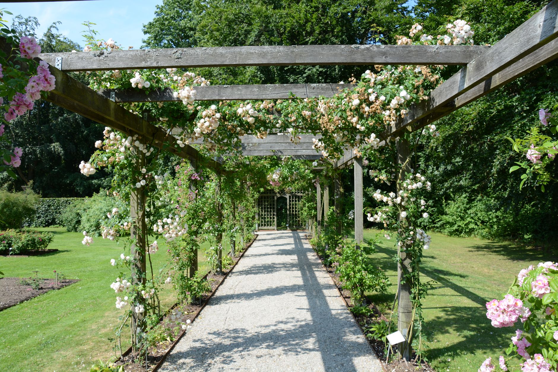 A long wooden pergola covered in climbing roses over a gravel path in a garden