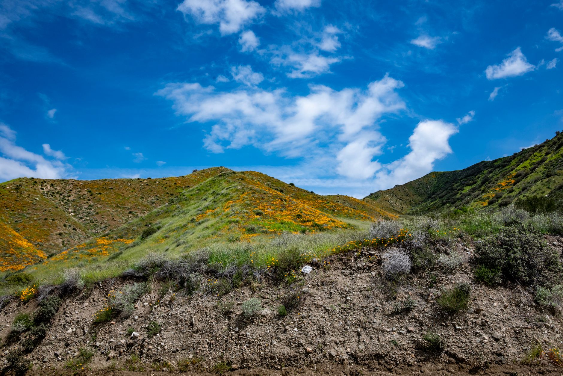A hillside covered in orange and yellow wildflowers under a bright blue sky with white clouds