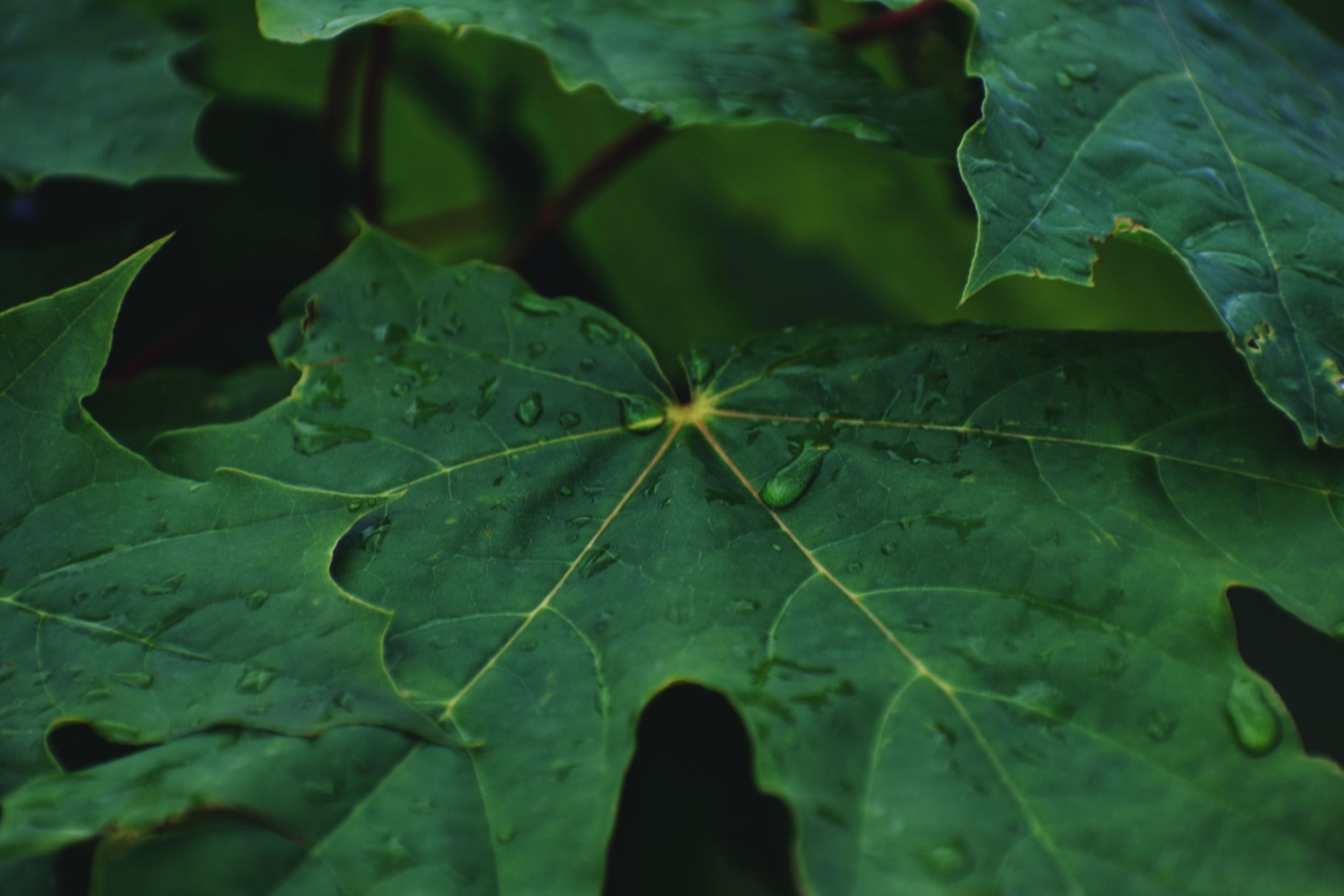 Water droplets resting on dark green maple leaves after rain
