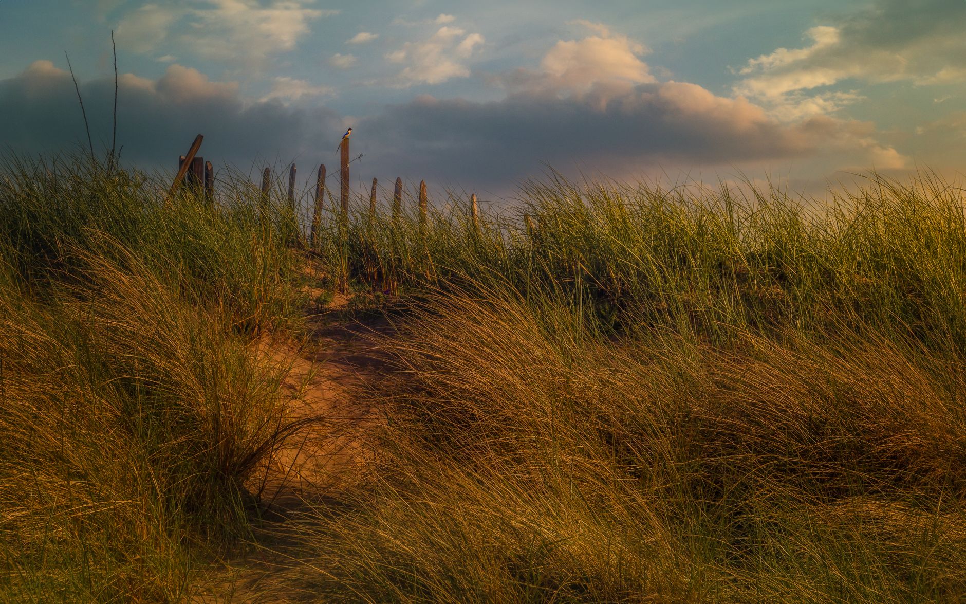 Coastal sand dunes covered in tall golden grass under a dramatic sunset sky