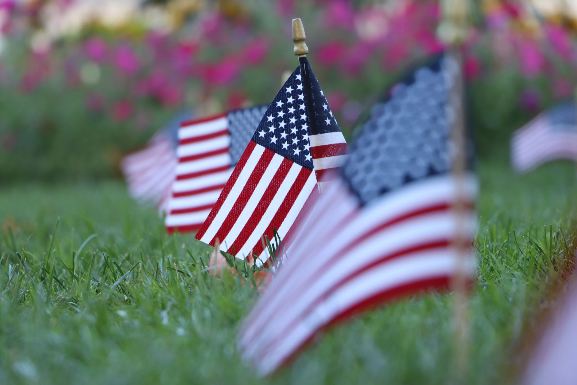 Rows of small American flags standing in green grass with pink flowers blurred behind them