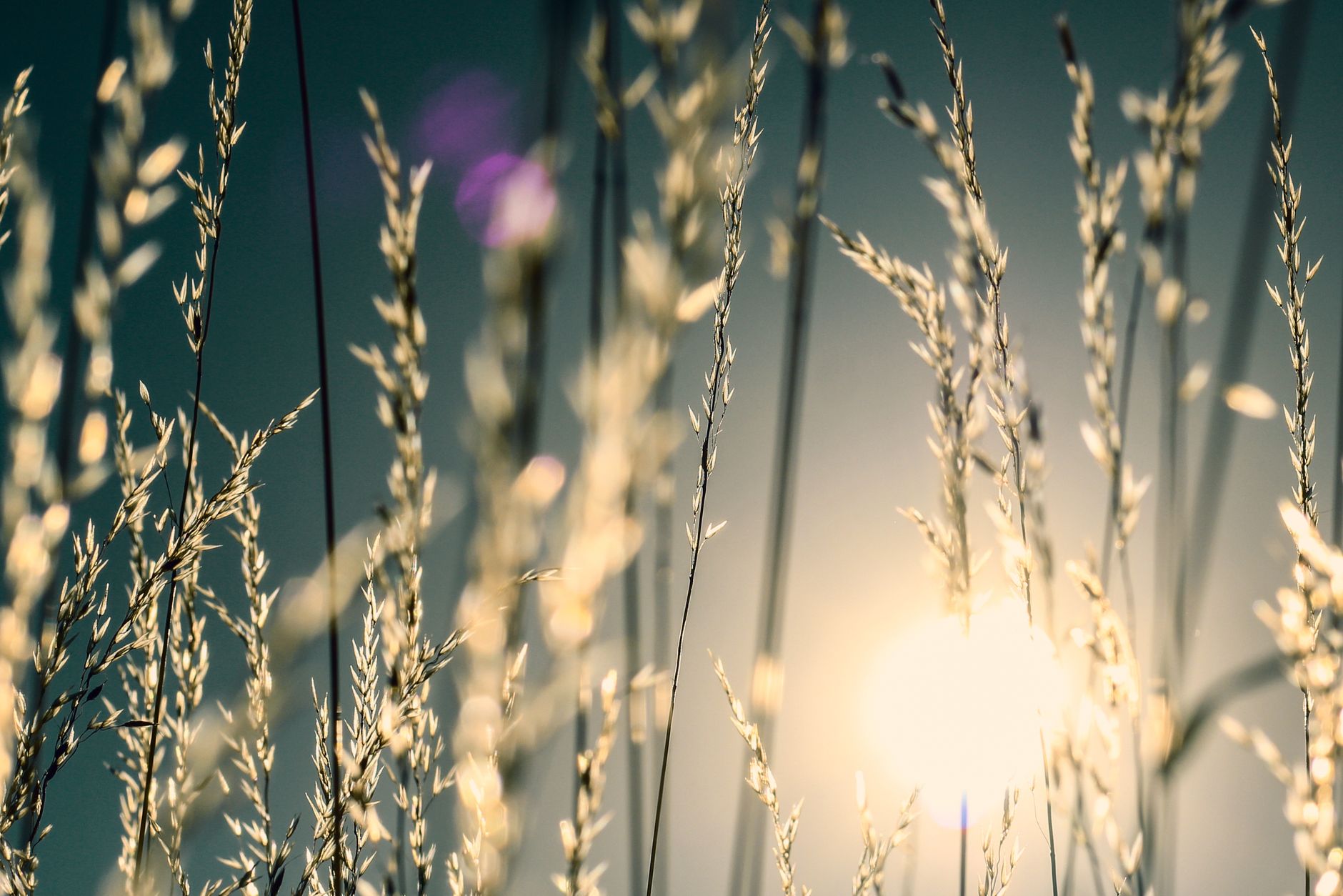 Sunlit tall grasses and seed heads glowing in a meadow at low sun