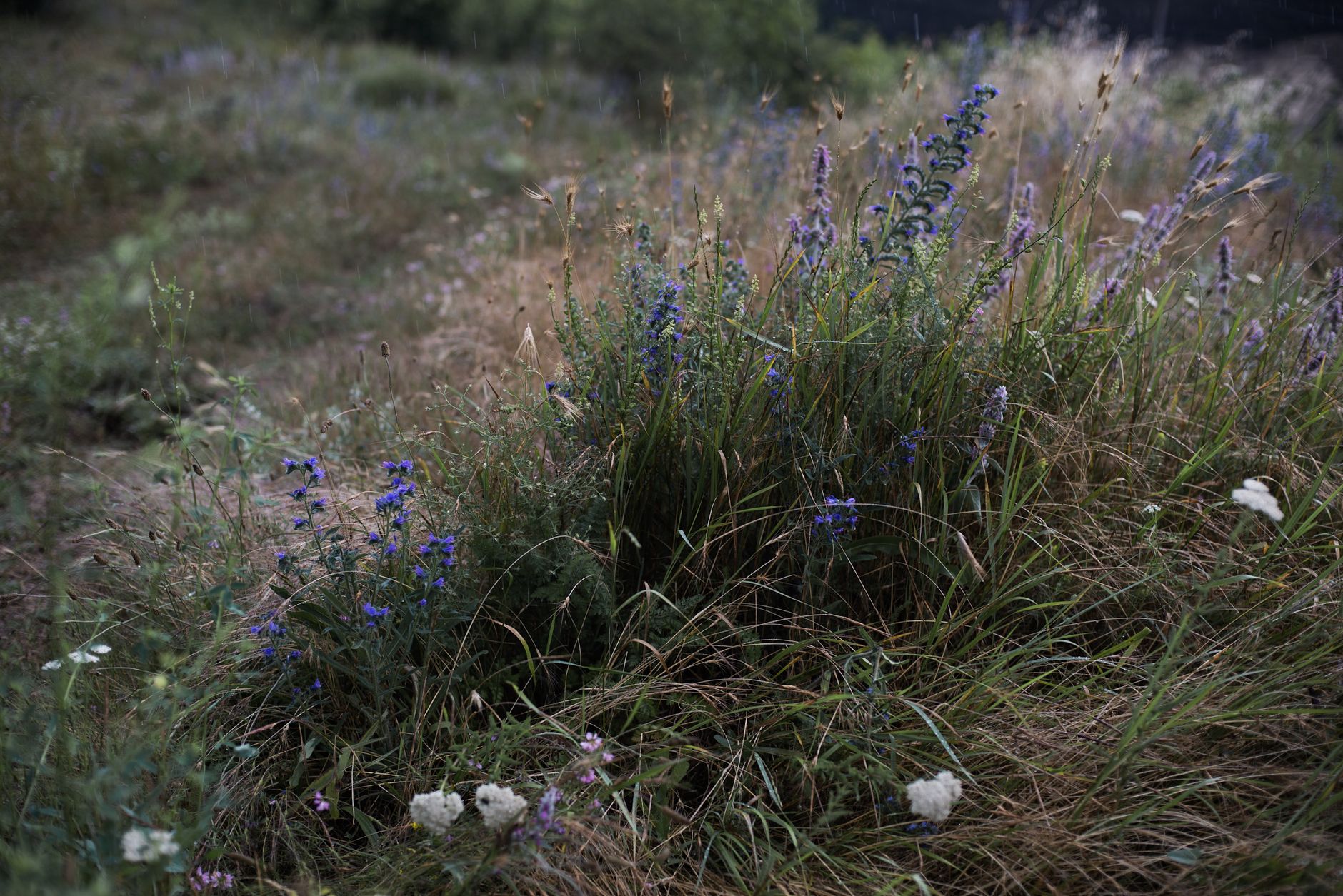 Purple and white wildflowers growing in tall grass at dusk