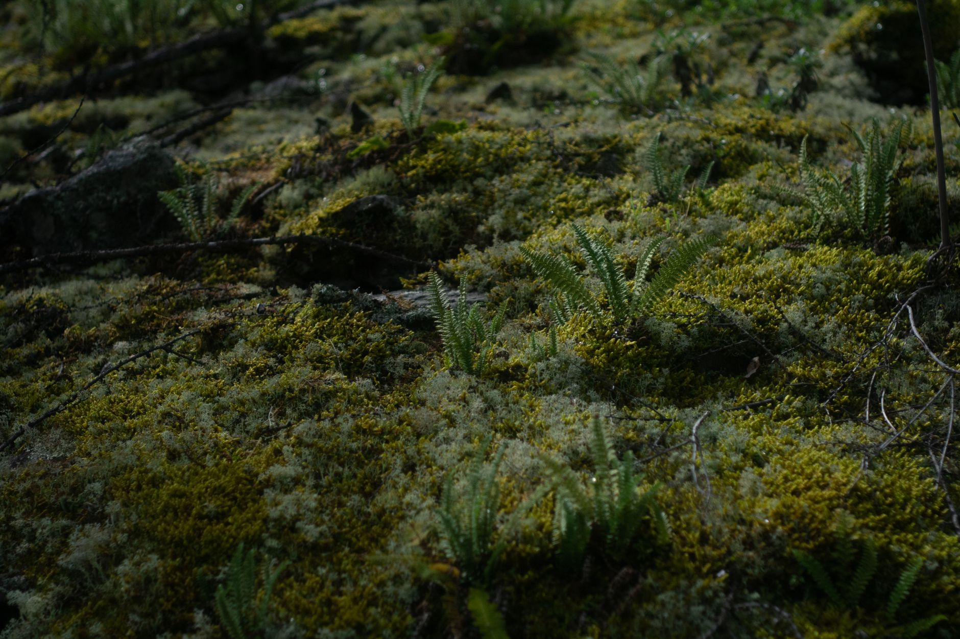 Small ferns growing in a thick layer of green moss on a forest floor