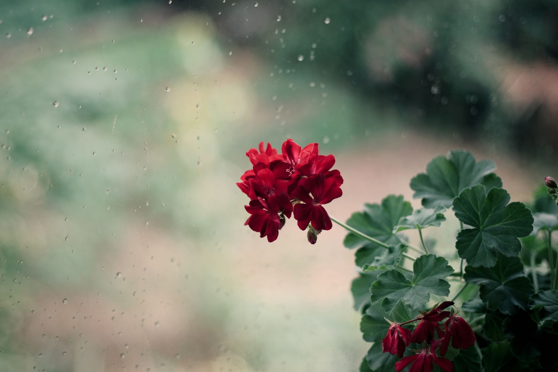 A cluster of red geraniums behind a window speckled with raindrops