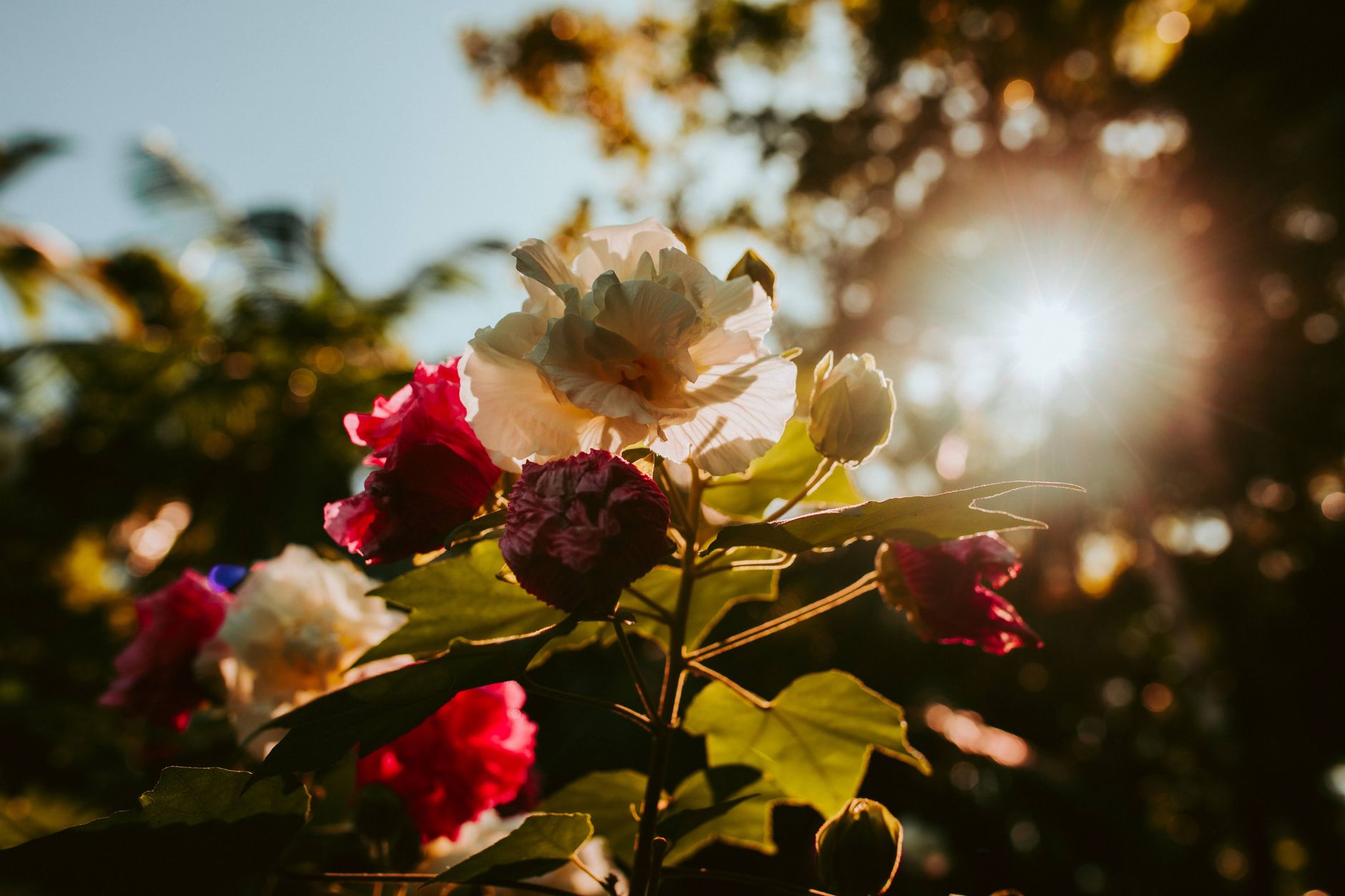 White and magenta hibiscus blooms backlit by a sun flare in a garden