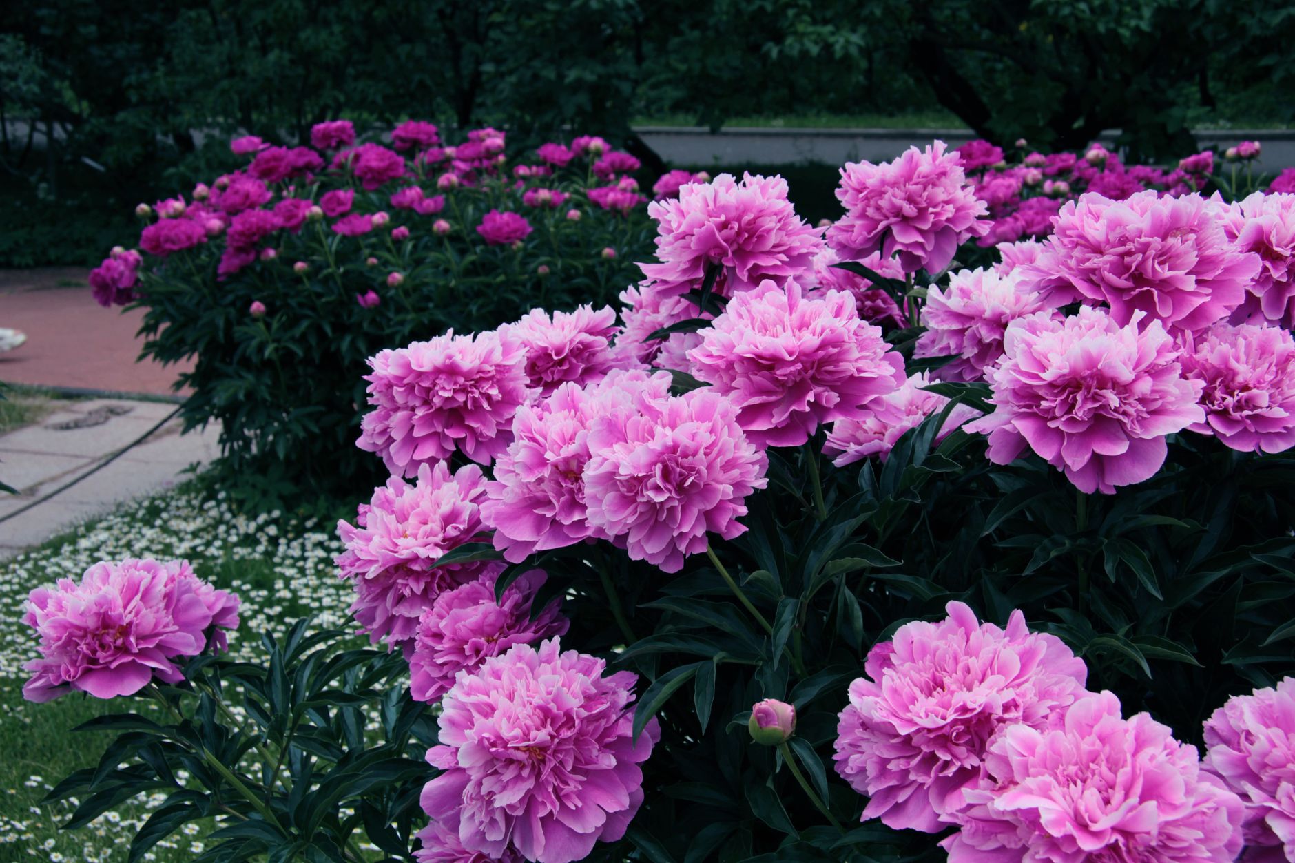 Large pink peonies in full bloom in a garden bed