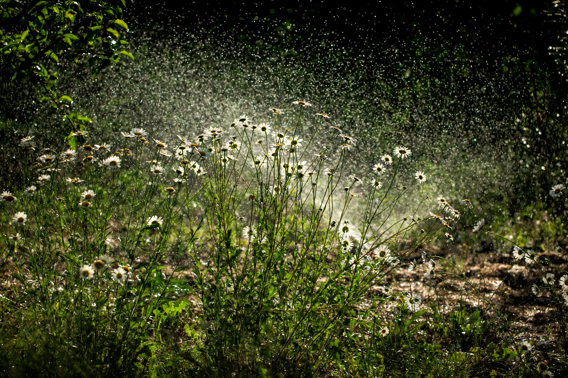 Daisies glowing in the spray of a garden sprinkler against a dark background
