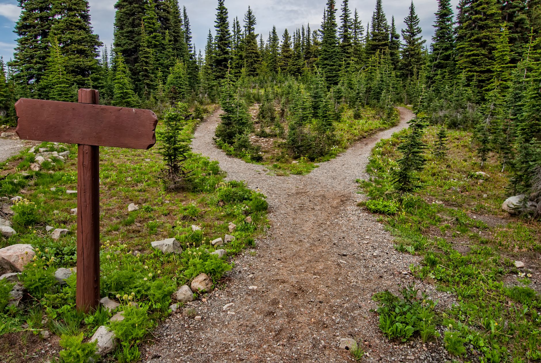 A forked gravel trail through evergreen trees with a blank wooden sign at the junction