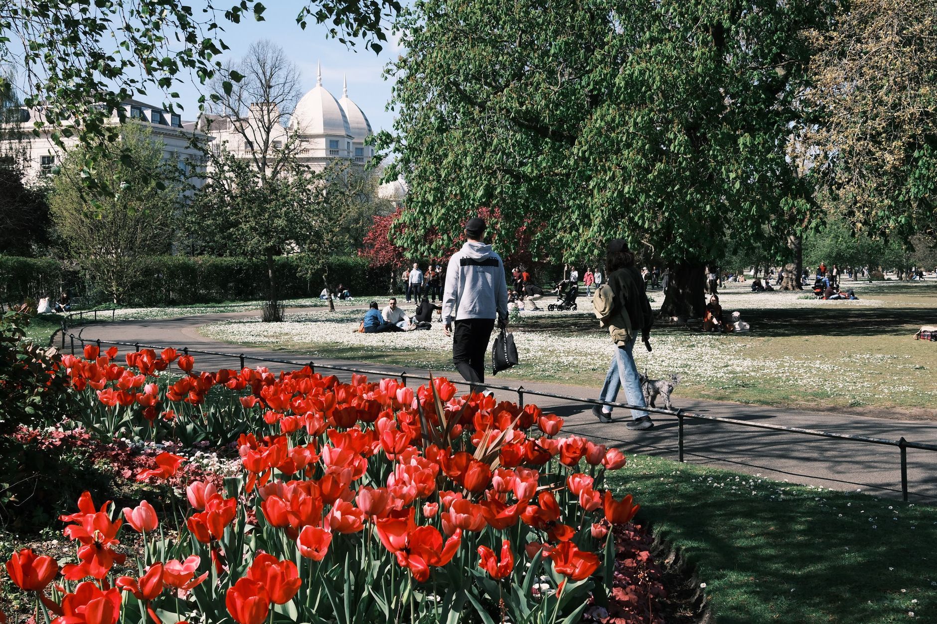 People walking a city park path past a bed of bright red tulips in spring