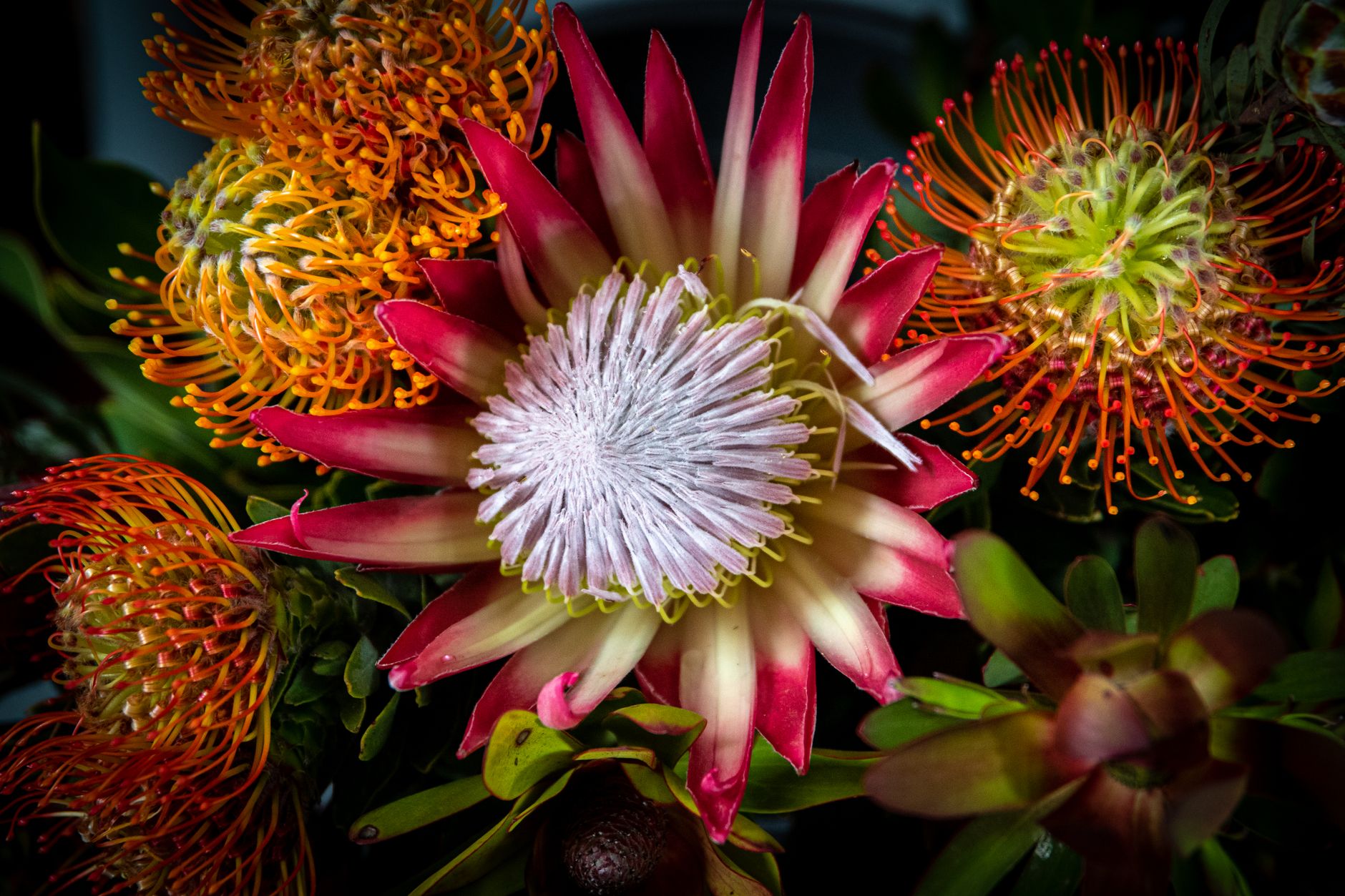 A cluster of pincushion proteas and a king protea with a feathery white center and red-tipped petals