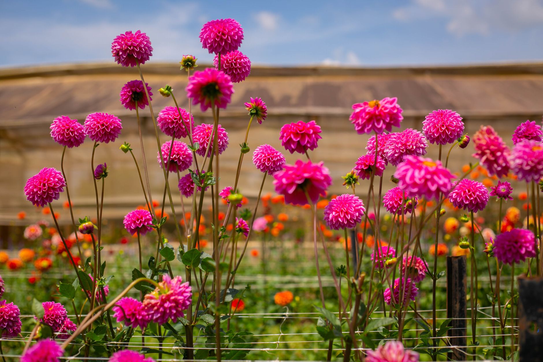 Pink dahlias blooming on tall stems in a flower farm field under a blue sky