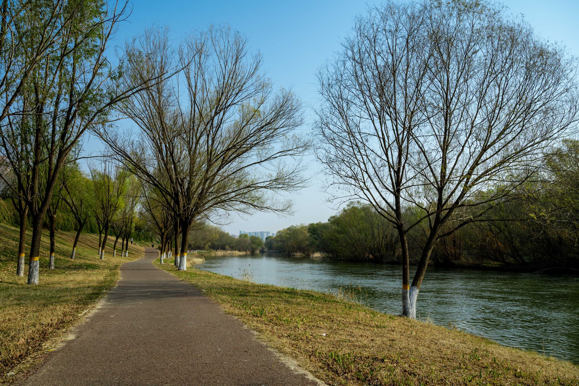 A paved path beside a calm river lined with tall bare trees under a clear sky