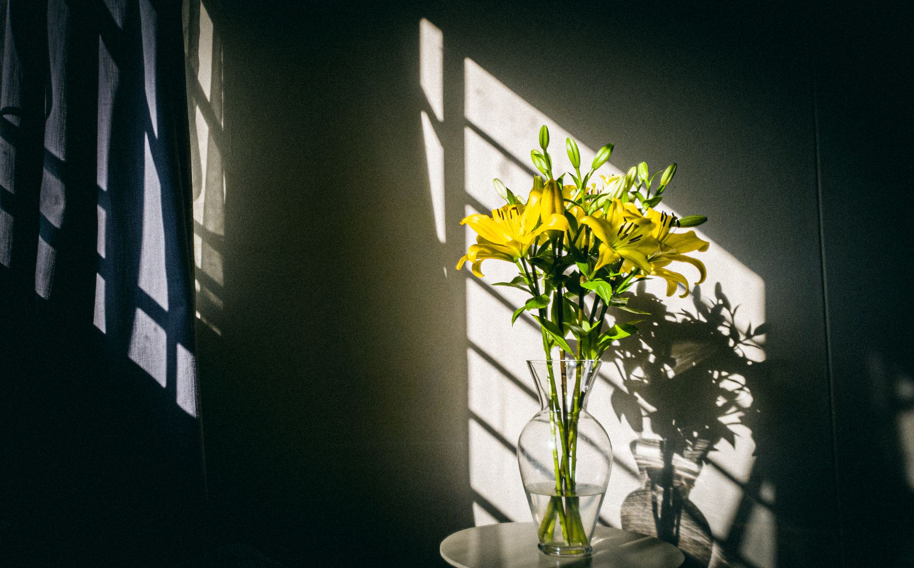 Yellow lilies in a glass vase lit by a stripe of sunlight across a dark wall