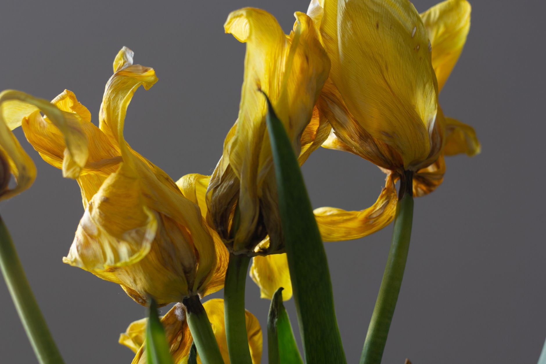 Wilting yellow tulips with curled petals against a gray background