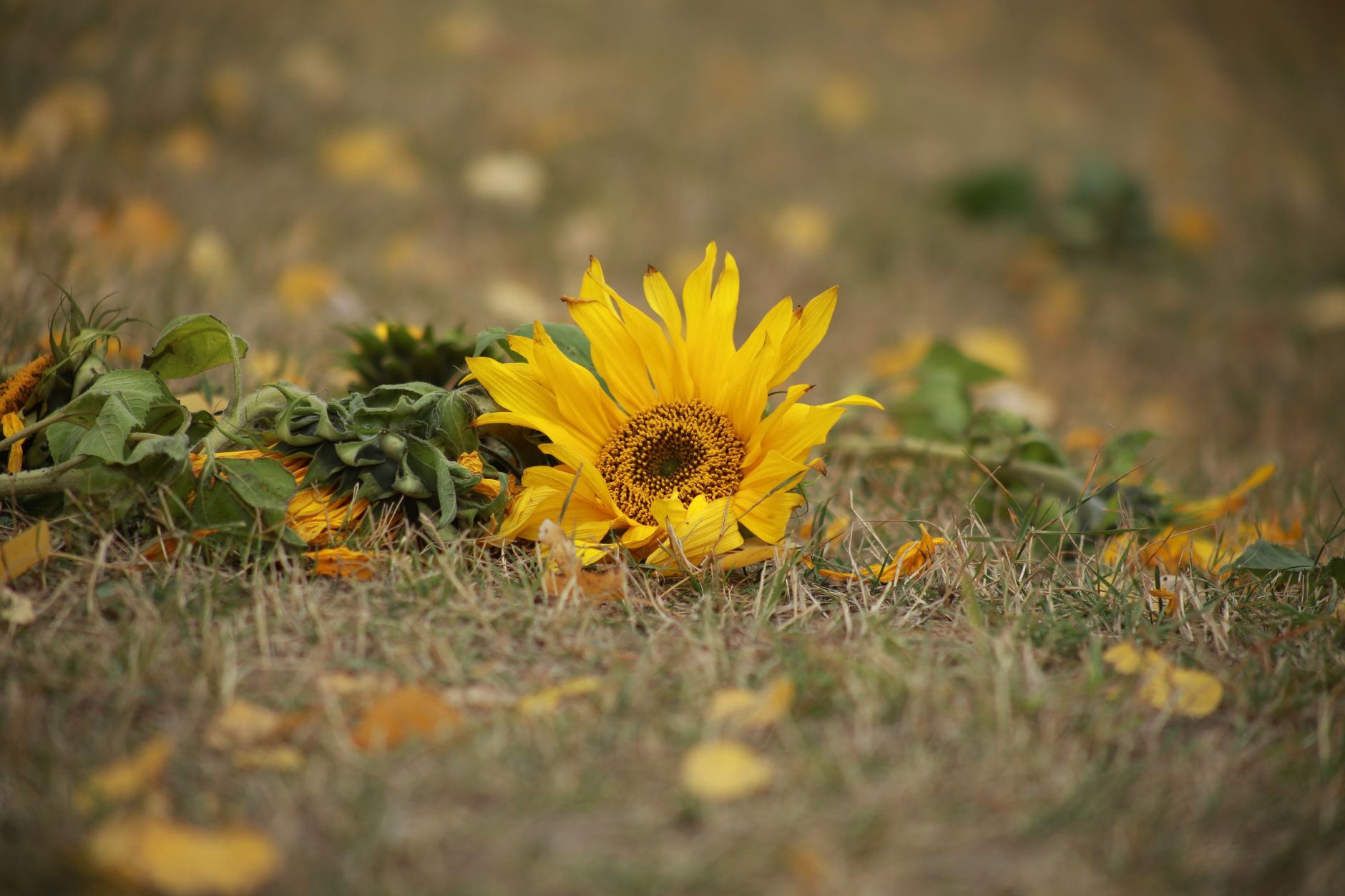A sunflower lying on grass among scattered yellow autumn leaves