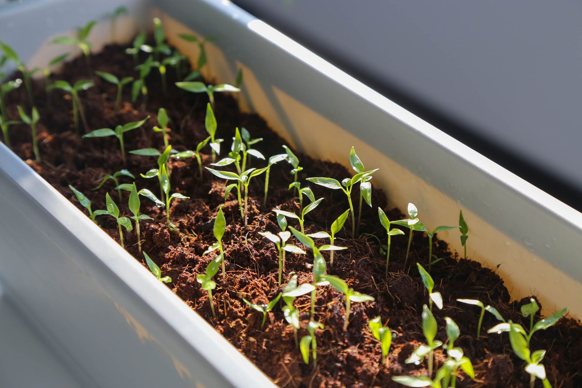 Rows of tiny pepper seedlings growing in dark soil in a window planter