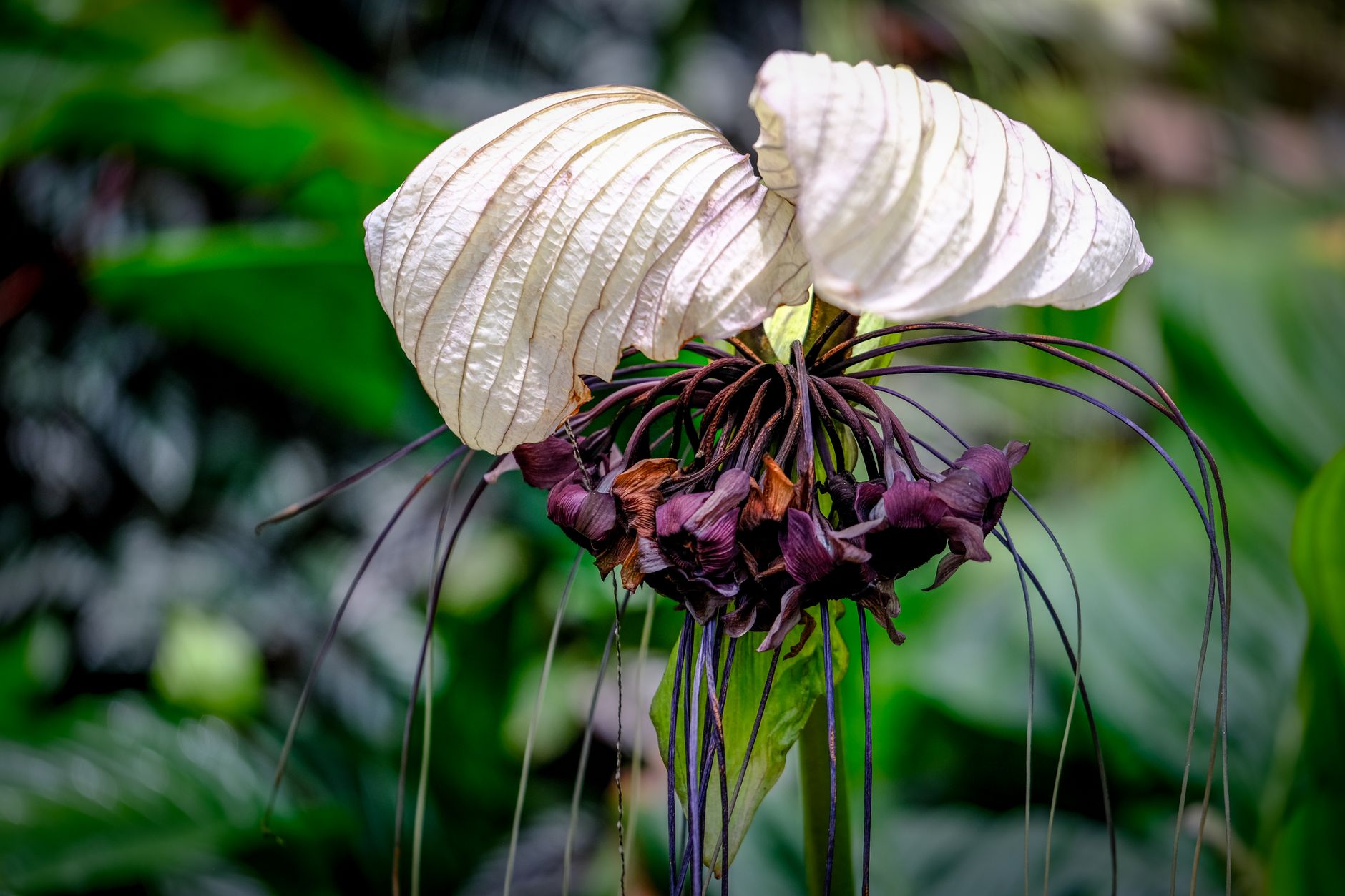 A white and black bat flower with long dark whiskers in a botanical garden